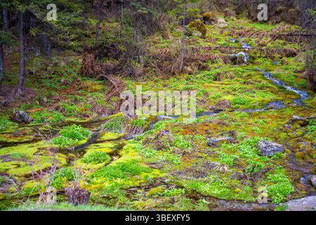 Der Frühling taucht aus dem Boden auf und bildet kleine Bäche in der Nähe von Kosh-Agach Altai Russland. Heilige Energiestelle markiert durch rituelle Bänder am Baum Stockfoto