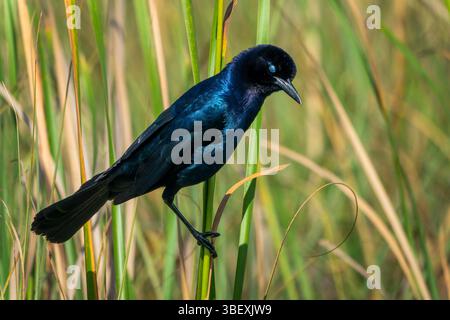 Männliche Bootsschwanzkränze auf einem Ast, Vogelbeobachtung im Shark Valley im Everglades National Park, Florida Wildlife Stockfoto