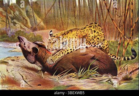 Leoparden- und Tapirdschungel-Illustration Stockfoto