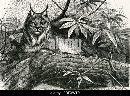 Peeschoo oder kanadischer Lynx ( Lynx borealis ) - kanadische Luchshülle Stockfoto