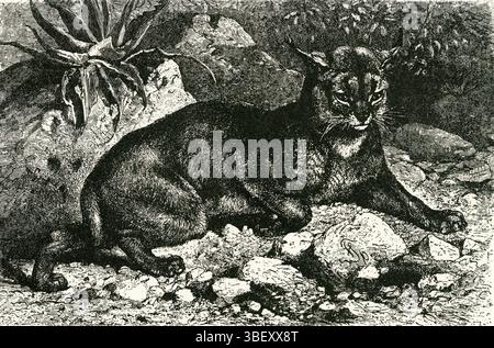 Caracal Lynx ( Lynx caracal ) Desert Predator Illustration Stockfoto