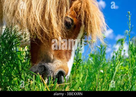 Blick auf ein kleines rotes Pony mit einer üppigen Mähne, die auf einer grünen Wiese weidet Stockfoto