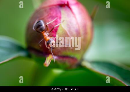 Nahaufnahme der Makroansicht einer roten Holzameise (Formica rufa), die auf Pfingstrosenblüte sitzt, mit detaillierten Texturen und lebhaften Farben vor einem weichen grünen Hintergrund Stockfoto