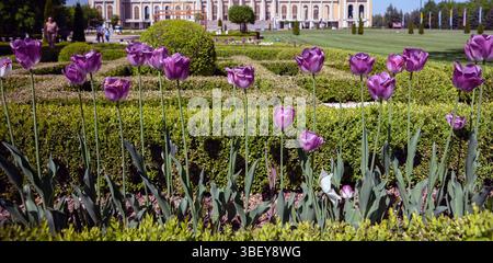 Licheń, Großpolen; Purpur Tulpen vor dem Hintergrund der Basilika der Heiligen Jungfrau Maria. Lila Tulpen vor dem Hintergrund der Basilika Stockfoto