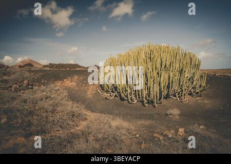 Ein großer Kakteen in einem Lavafeld auf Lanzarote auf den Kanarischen Inseln, Spanien Stockfoto