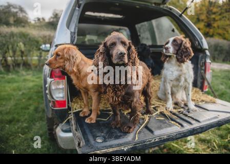 Cocker und Springer Spaniel Gun Dogs auf dem Rücken einer Pick-up bei einem Fasanenschießen in Großbritannien Stockfoto