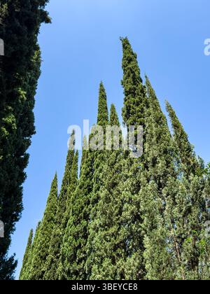 Hohe Zypressen mit dichtem grünen Laub, das bis in den klaren blauen Himmel reicht, vertikale Komposition, natürliche botanische Szene bei Tageslicht. Stockfoto