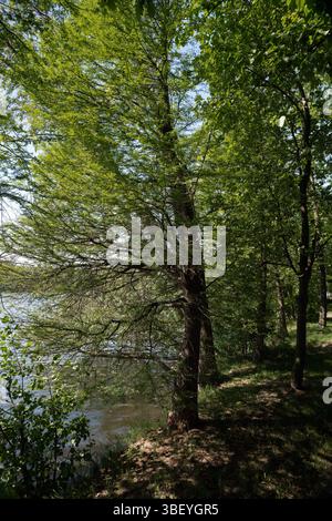 Licheń, Großpolen; Cypryśnik błotny; Taxodium distichum; echte Sumpfzypresse; Nadelbaum über Wasser wachsen Stockfoto