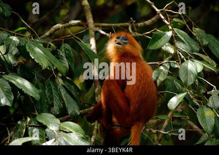 Kastanienblattaffen im Baum (Presbytis rubicunda, auch bekannt als Kastanienblattaffen, Rotblattaffen, Roter Langur). Borneo Rainforest Lodge, Danum Valley, Sabah. Borneo Stockfoto