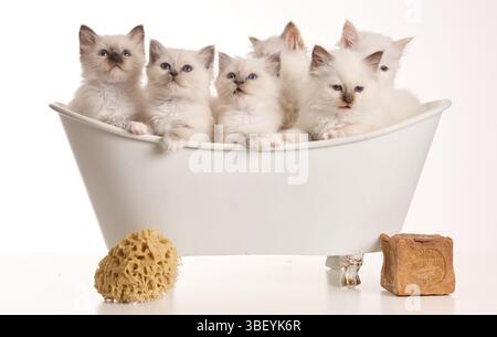 Gruppe Kätzchen in einer Badewanne vor weißem Hintergrund. Stockfoto