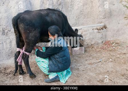 Frau, die eine Kuh melkt, Dorf Stok, Region Ladakh, Bundesstaat Jammu und Kaschmir, Indien, Asien Stockfoto