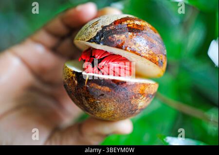 Frucht von Myristica duftet Baum mit einem braunen Samen, Muskatnuss, bedeckt von einem roten Aril, Kumily, Kerala, Indien Stockfoto
