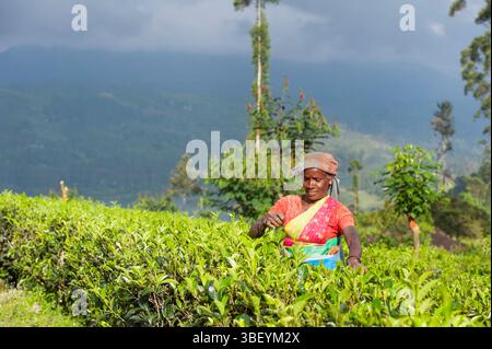 Frau, die Teeblätter pflückt, Teeplantage rund um den Castlereagh Lake bei Hatton, Sri Lanka, indischer Subkontinent, Südasien Stockfoto