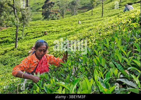 Frauen pflücken die Blätter in einer Teeplantage rund um den Castlereagh Lake in der Nähe von Hatton, Sri Lanka, indischem Subkontinent, Südasien Stockfoto