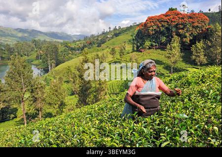 Frauen pflücken die Blätter in einer Teeplantage rund um den Castlereagh Lake in der Nähe von Hatton, Sri Lanka, indischem Subkontinent, Südasien Stockfoto