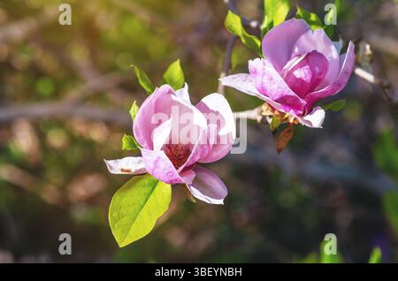 Zarte rosafarbene Magnolienblüten, die durch Frost beschädigt wurden. Vulnerabilität, Risiko und Schutz von Neuanfängen Stockfoto