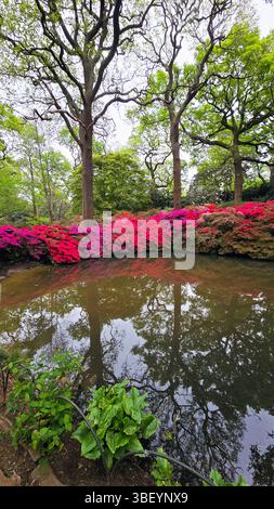 Azaleen, Isabella Plantation, Vereinigtes Königreich Stockfoto