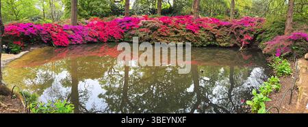 Azaleen, Isabella Plantation, Vereinigtes Königreich Stockfoto