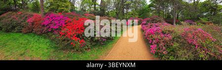 Azaleen, Isabella Plantation, Vereinigtes Königreich Stockfoto