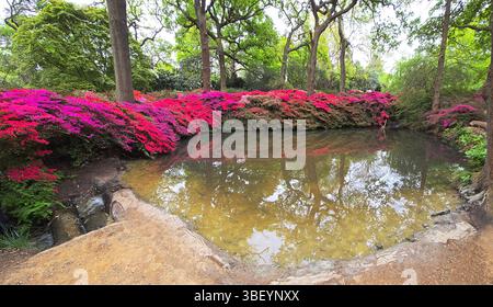 Azaleen, Isabella Plantation, Vereinigtes Königreich Stockfoto