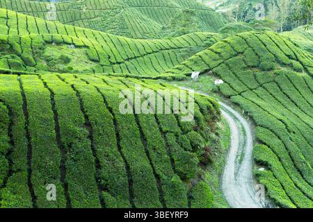 BOH Sungai Palas Teeplantage, Cameron Highlands, Pahang, Malaysia Stockfoto