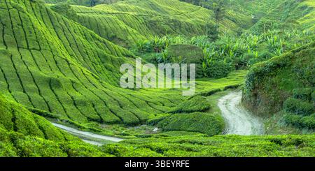 BOH Sungai Palas Teeplantage, Cameron Highlands, Pahang, Malaysia Stockfoto