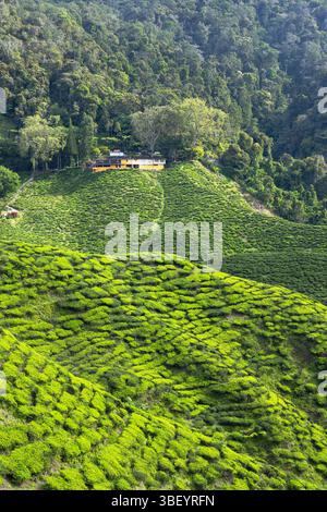 Cameron Valley Teeplantage, Cameron Highlands, Pahang, Malaysia Stockfoto