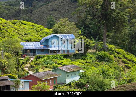 Gebäude in der Teeplantage BOH Sungai Palas, Cameron Highlands, Pahang, Malaysia Stockfoto