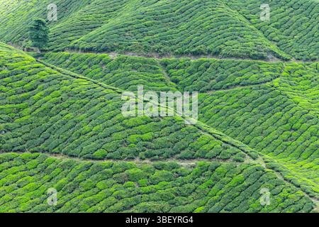 BOH Sungai Palas Teeplantage, Cameron Highlands, Pahang, Malaysia Stockfoto