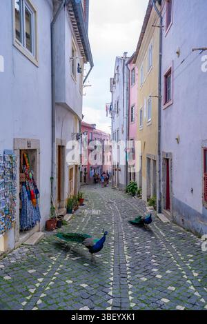 Blick auf Pfauen in einer engen Kopfsteinpflasterstraße in der Nähe des Lissabonner Schlosses, Alfama District, Lissabon, Portugal, Europa Stockfoto