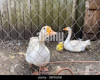 Familie von Weißen Hausgänsen auf einem Bauernhof. Stockfoto
