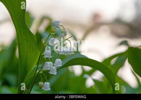 Nahaufnahme von Lily aus dem Tal. Stockfoto