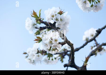 Nahaufnahme der weißen Kirschblüten Stockfoto