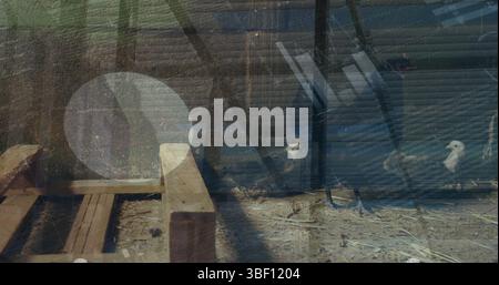 Bild der Datenverarbeitung über Silhouetten und Huhn Stockfoto