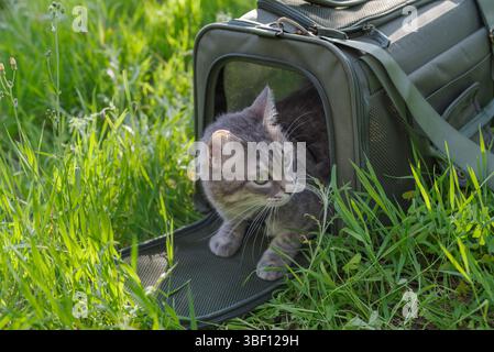 Eine graue Tabby-Katze, die aus dem Tierhalter hinausblickt, um die Umgebung im Freien zu erkunden Stockfoto