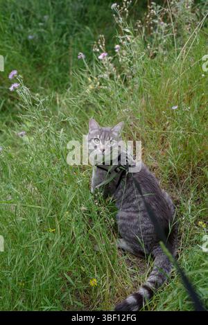 Eine häusliche Tabbykatze trägt eine Leine auf einem Spaziergang draußen im Gras Stockfoto