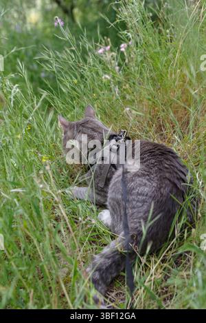 Eine häusliche Tabbykatze trägt eine Leine auf einem Spaziergang draußen im Gras Stockfoto