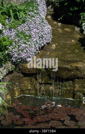 Licheń, Großpolen; Polster-Phlox; Phlox subulata; Gestein- und Pflanzenanordnung des Gartens um den Teich; Steingarten rund um den Teich Stockfoto