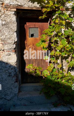 Alte rustikale Holztür in Europa. Ein kleiner Ahornbaum, der an einer rustikalen, alten Holztür in Europa wächst. Stockfoto