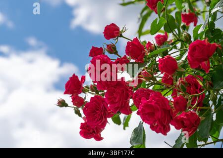 Vor dem Hintergrund flauschiger weißer Wolken und einem klaren blauen Himmel blüht eine Gruppe von leuchtenden roten Rosen. Die Rosen, Symbole der Liebe, schaffen ein atemberaubendes Co Stockfoto