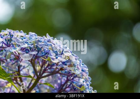 Blaue Lacecap-Hortensie-Blüten mit weichem Bokeh-Hintergrund Stockfoto