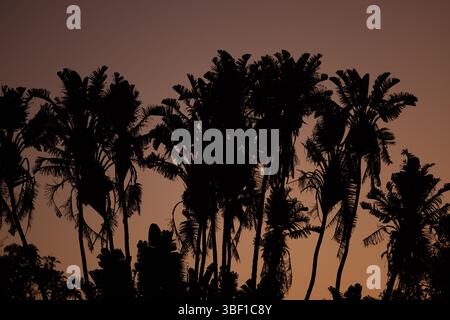 Silhouettenpalmen bei Sonnenuntergang in Südafrika, umrahmt von einem warmen Dämmerhimmel. Tropische Stimmung und Naturthema geeignet für kommerzielle Nutzung. Stockfoto