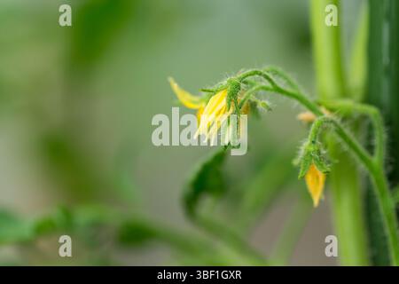 Gelbe Tomatenblüten auf grünem Hintergrund aus Blättern. Stockfoto