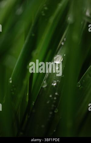 Nahaufnahme von Raindrops auf smaragdgrünen Blättern Stockfoto