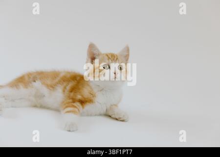 Ginger Kätzchen liegen auf weißem Hintergrund und schauen nach oben Stockfoto