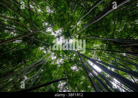 Sie blicken durch einen Bambuswald und suchen nach Sonnenlicht und Gelassenheit. Stockfoto