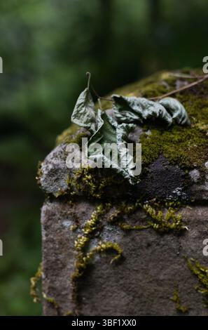 Frische tote Blätter, die auf einer moosbedeckten Steinmauer ruhen. Stockfoto