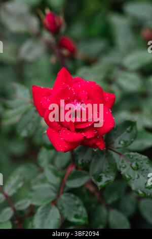 Nahaufnahme einer feuchten Roten Rose, umgeben von Knospen und Blättern Stockfoto