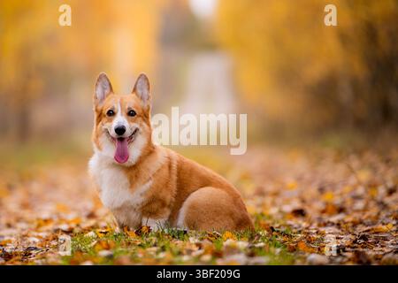 Glücklicher Corgi-Hund, der auf gefallenen Blättern sitzt Stockfoto