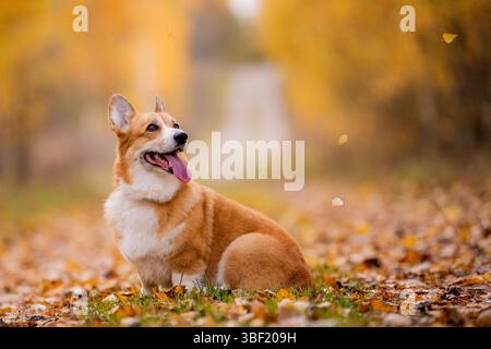 Pembroke welsh Corgi Hund sitzt draußen auf trockenen Blättern im Herbst Stockfoto